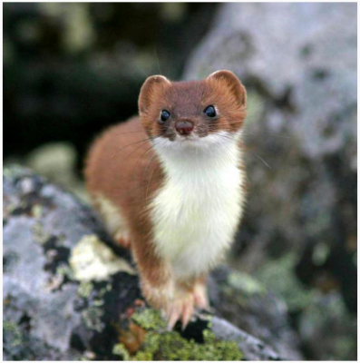 ��������� (Mustela erminea) - ������������� ��������� ������