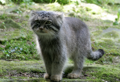 ����� (Felis manul) - ����� �����